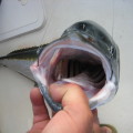 Thumb_img_1775