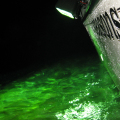 Thumb_fish_1