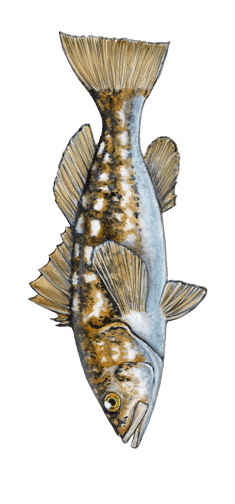 Color Illustration of a Calico Bass