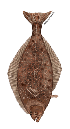 Color Illustration of a Halibut