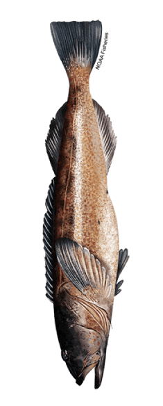 Color Illustration of a Lingcod