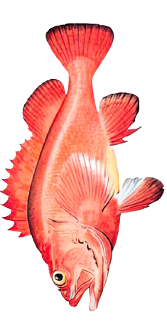 Color Illustration of a Red Snapper