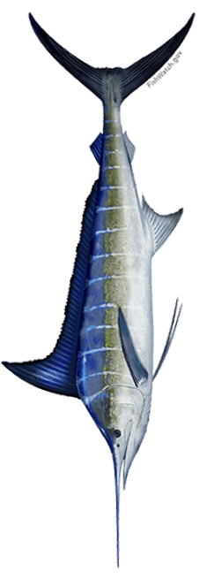 Color Illustration of a Striped Marlin