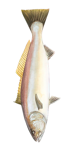 Color Illustration of a White Seabass