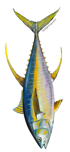 Color Illustration of a Yellowfin Tuna