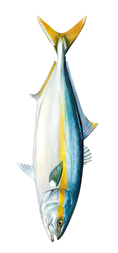 Color Illustration of a California Yellowtail